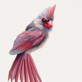 Иллюстрация. Птица