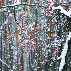Клуб одиноких сердец ...
