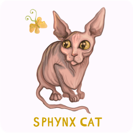 Кошка породы сфинкс
