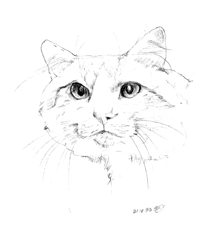 Кот домашний