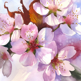 Цветы яблони