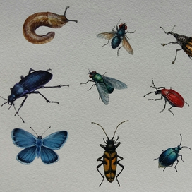 Насекомые. Элементы для новой книги.