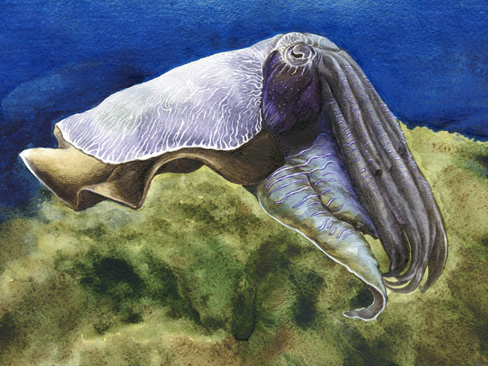 Каракатица