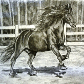 Черный скакун