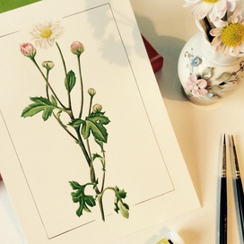 Хризантема. Ботаническая иллюстрация. Акварель.