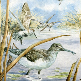 Кулики "Серая Шейка" 