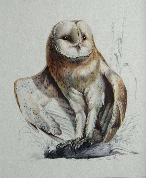 сова БЕЛАЯ ДАМА