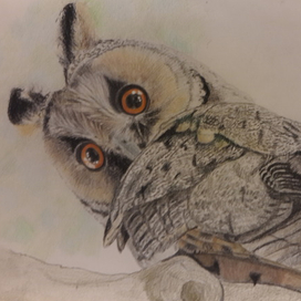 Ушастая сова