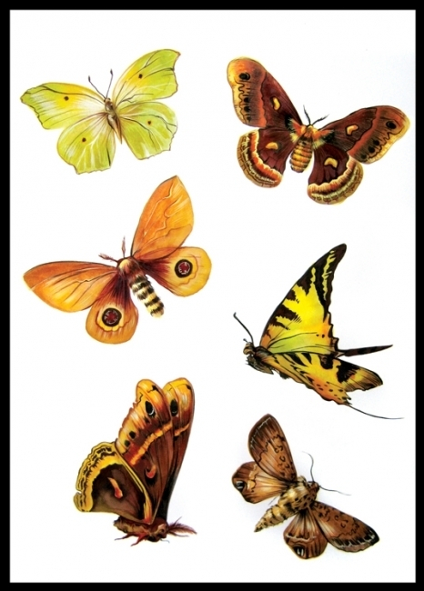 (без названия)