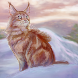 кот на закате