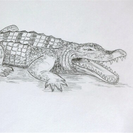 Крокодил