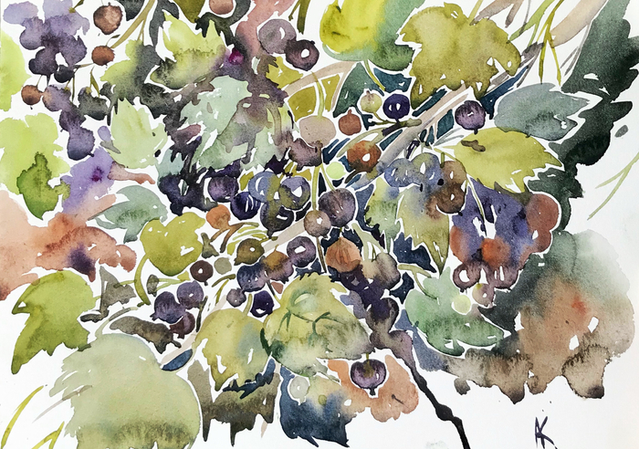 Чёрная смородина 