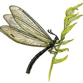 Муравьиный лев туранский