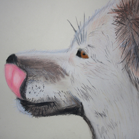 Моя любимая собака