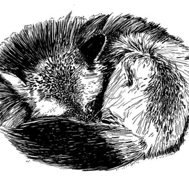 Лиса