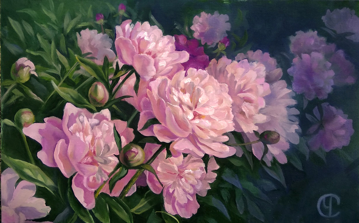 Пионы.. вечер