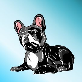 Французский бульдог