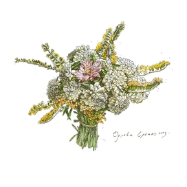 Маргаритки