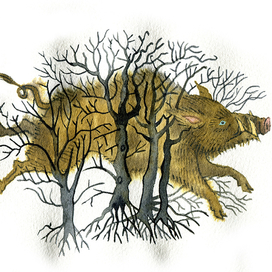 "Заколдованный кабан". Румынская сказка.