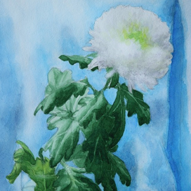 Хризантема