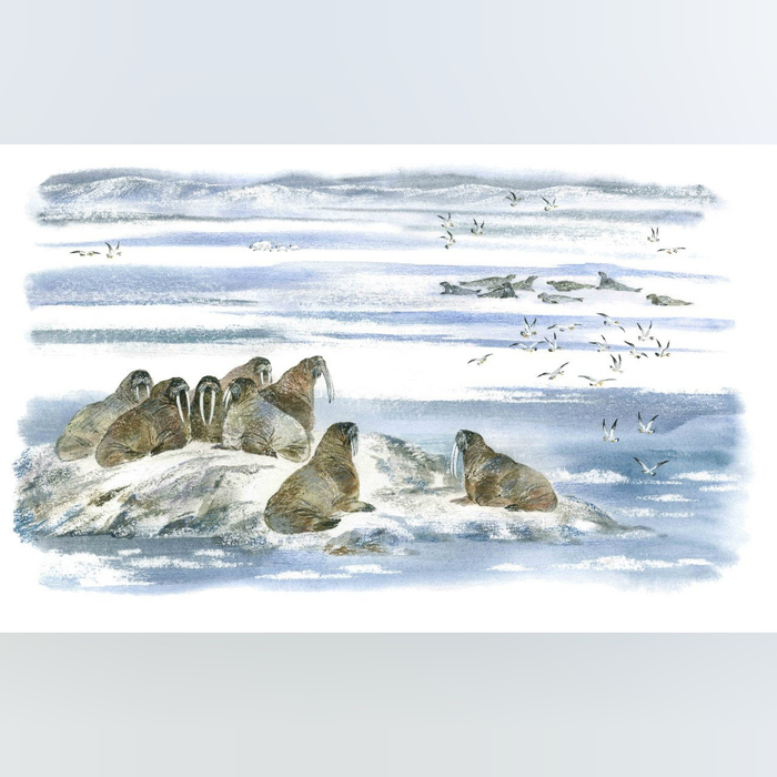 Разворот к книге О. Бундура "В гостях у белого медведя"