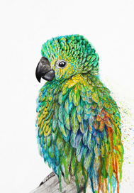 Parrot