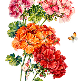 Герань. Акварель.