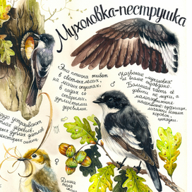 Мухоловка-пеструшка