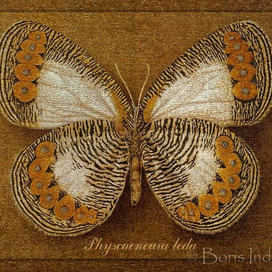 Symbol butterfly 13