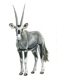 Антилопа орикс