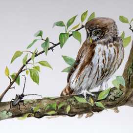 Воробьиный сыч 