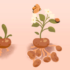 Картошка и жуки 