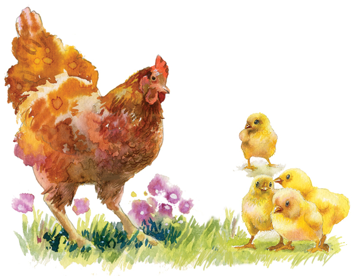 Курица с цыплятами