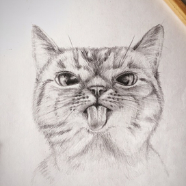 cat