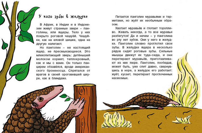 Кто без крыльев живет_14