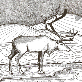 Олень в ночи