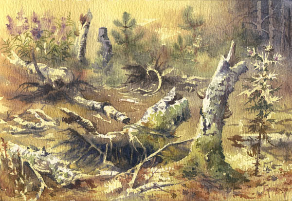 Березовые пни