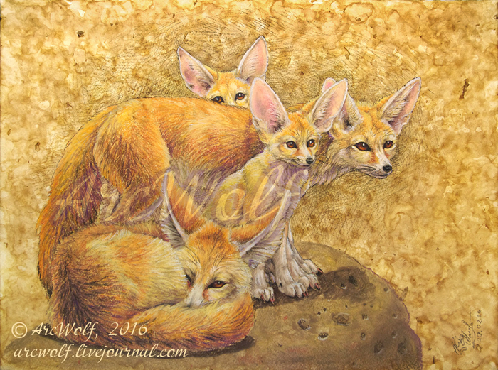 Семья фенеков