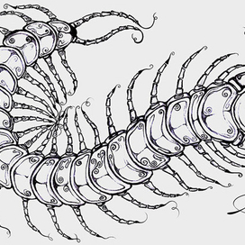 Scolopendra