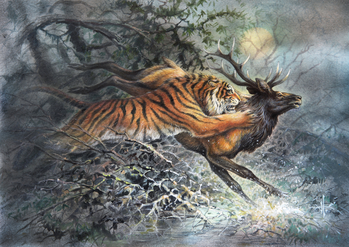 Амба. На солонце.