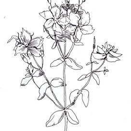Нарисованные цветы. Контурное изображение.