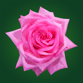 Розовая роза