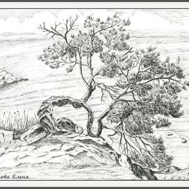 Можжевельник 