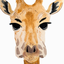 Жираф