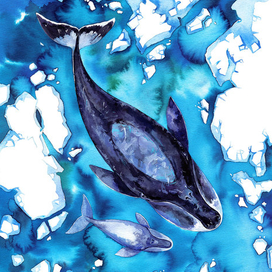 Гренладский кит и китеныш