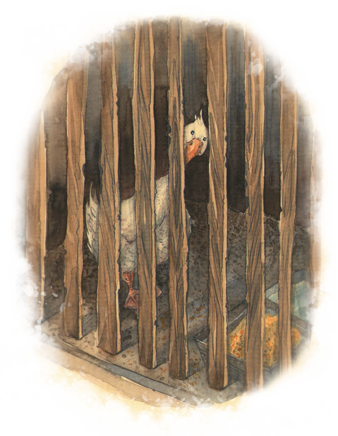 Гусь. Оборочная иллюстрация