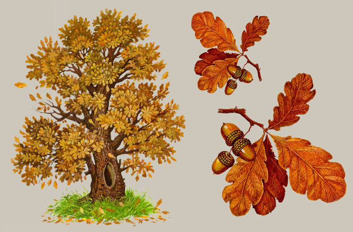 Иллюстрация для учебника-ДУБ