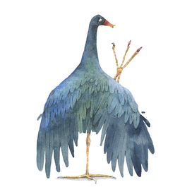 Красота в перьях