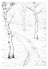 Зимние березы