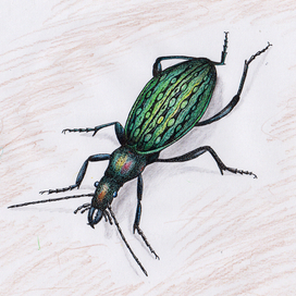 Жужелица узкогрудая